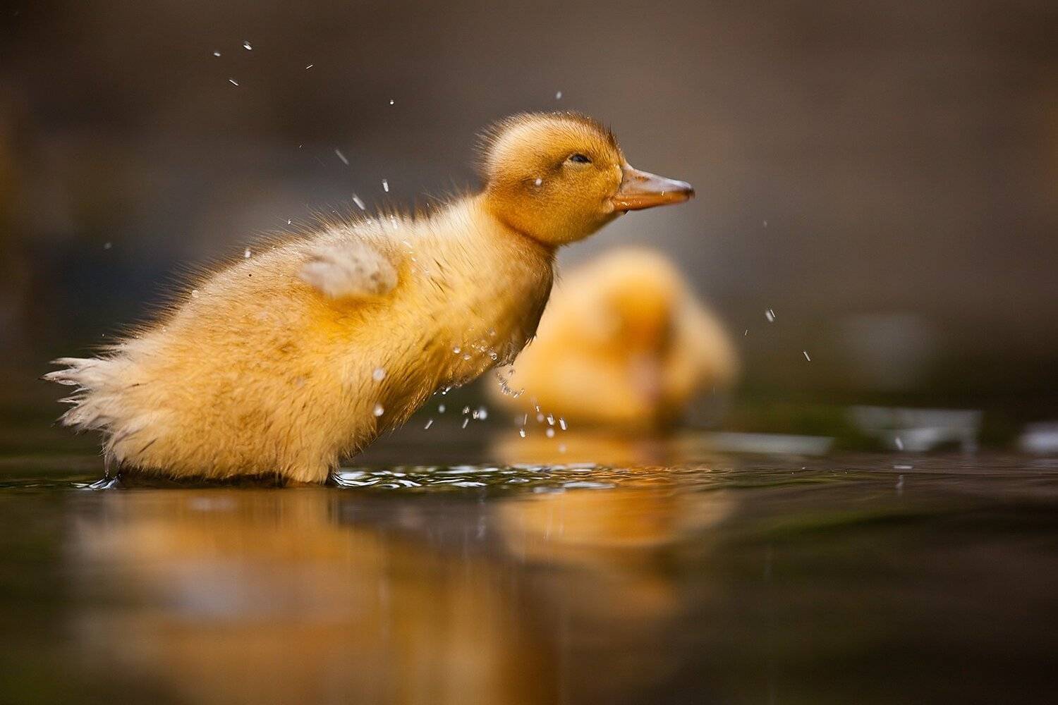 Duckling. Автор: Robert Adamec , Robert Adamec