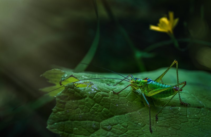 Shades of green фото превью