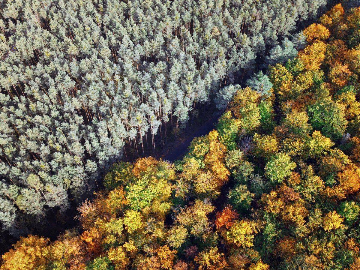 autumn, forest, nature, landscape, осень, лес, природа, пейзаж, Wojciech Grzanka