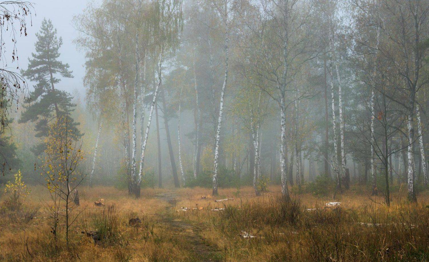 лес, осень, октябрь, туман, берёзы, Галанзовская Оксана