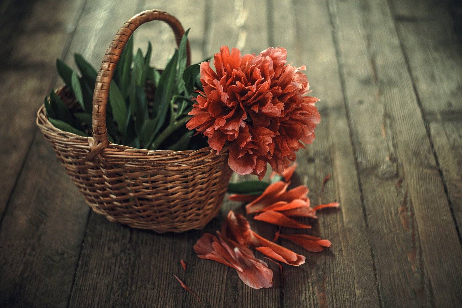 , Рут Андрей