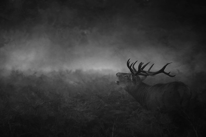 The Call of Darkness... фото превью