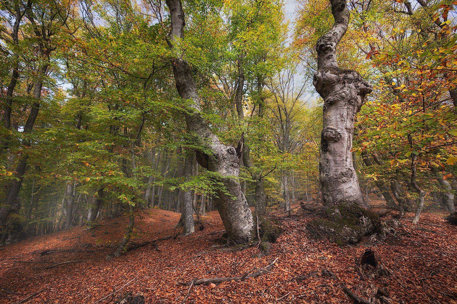 , Александр Костенко