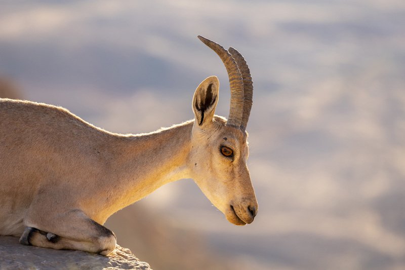 mountain goat фото превью