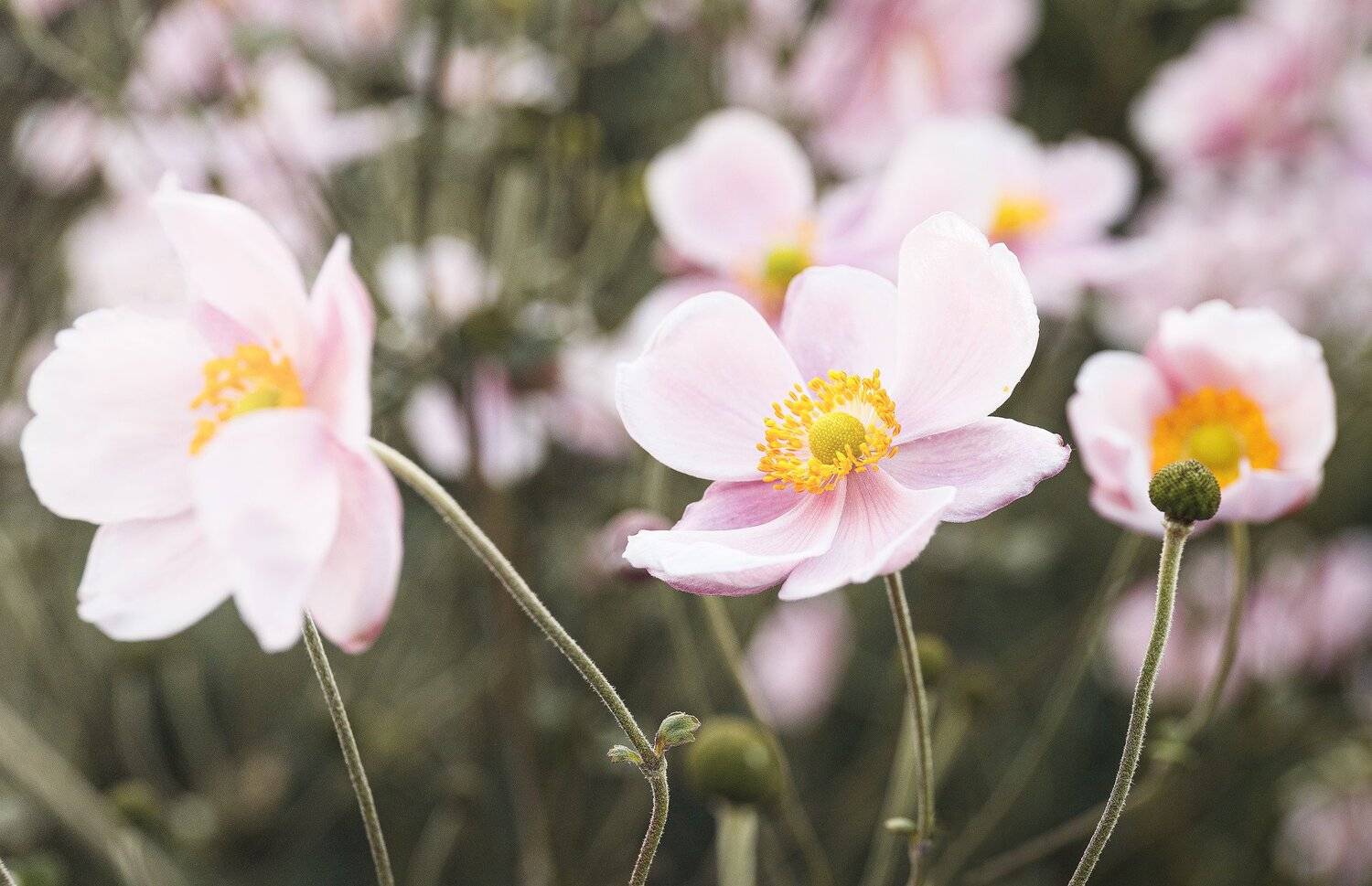 , Сергей Быков