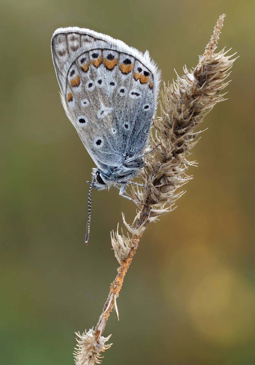 , Чепленко Алексей