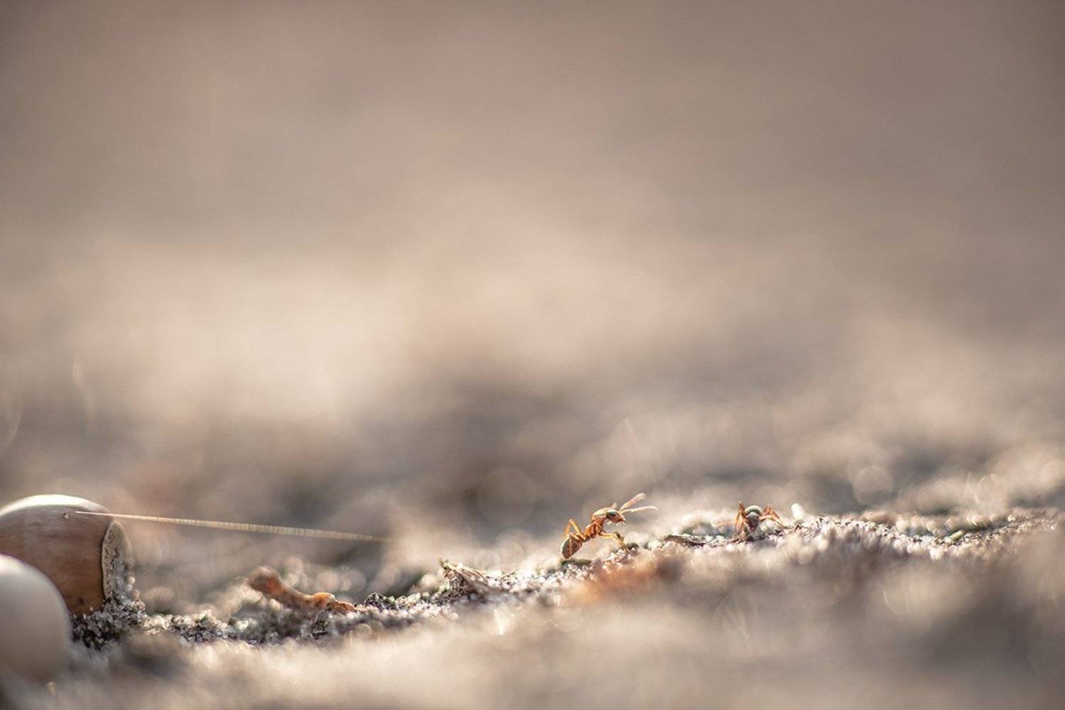 муравей, макро, сюжет, свет, цвет, октябрь, осень, привет, сосед, воронеж, геннадий мещеряков,, Геннадий Мещеряков