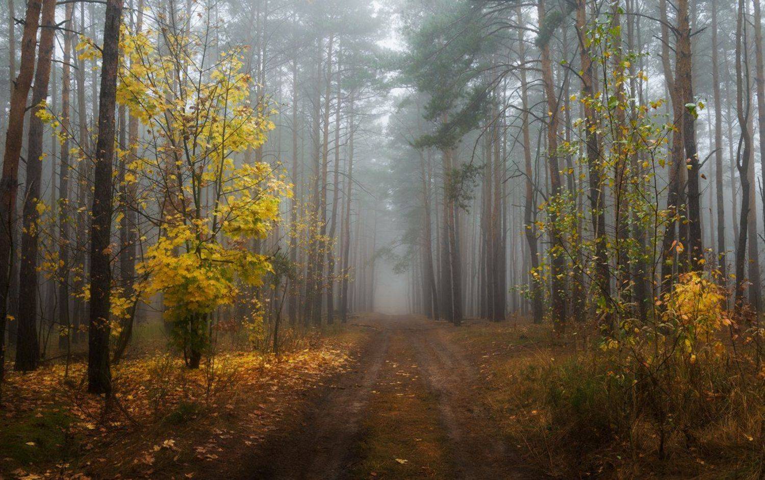 лес, осень, октябрь, туман, тропа, клен, Галанзовская Оксана