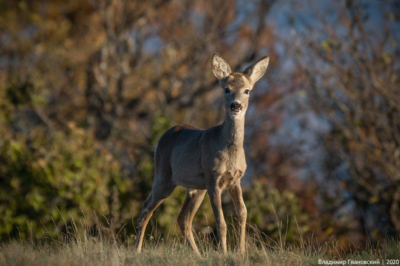 встреча, с, косулей Встреча с косулей фото превью