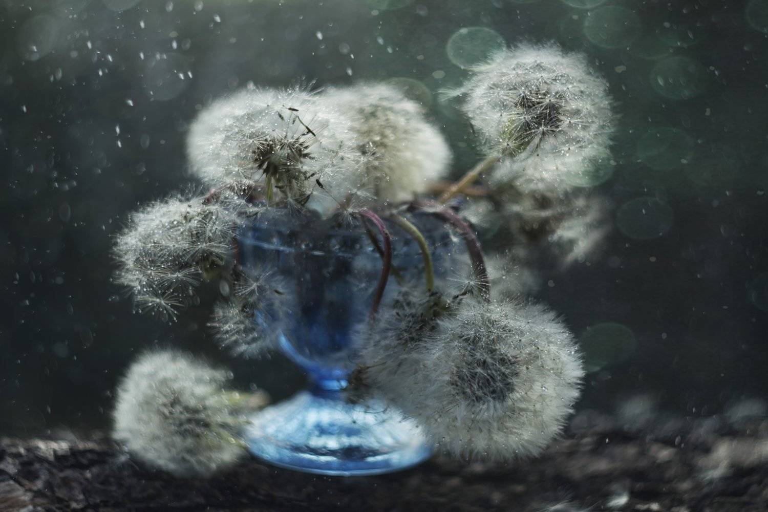 одуванчики, крупный план, капельки, Лионелла Зимина