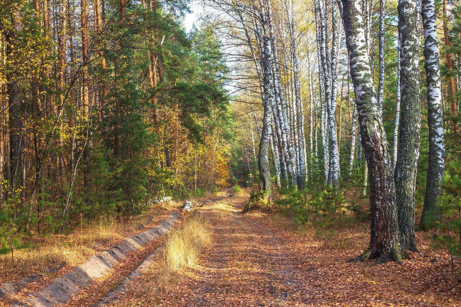 осень, лес, октябрь, берёзы, сосны, заповедник, Руслан Востриков