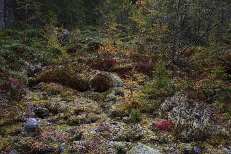 Сказочный лес фото превью