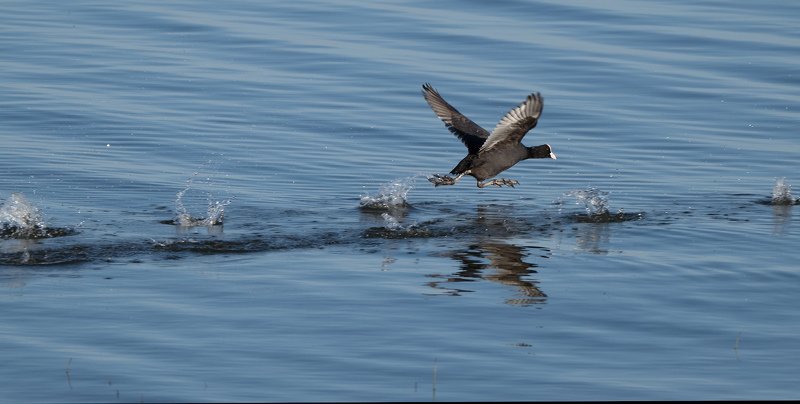 природа, птицы, полёт К закрытию фото превью