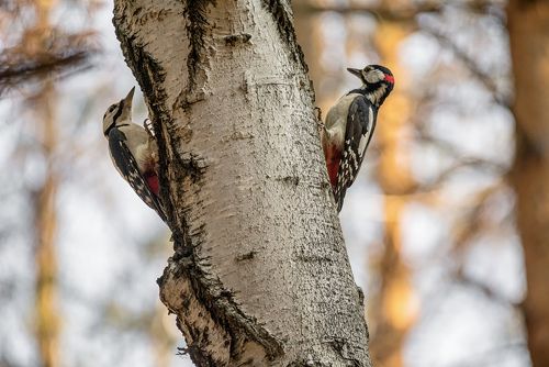 соседи забияки..