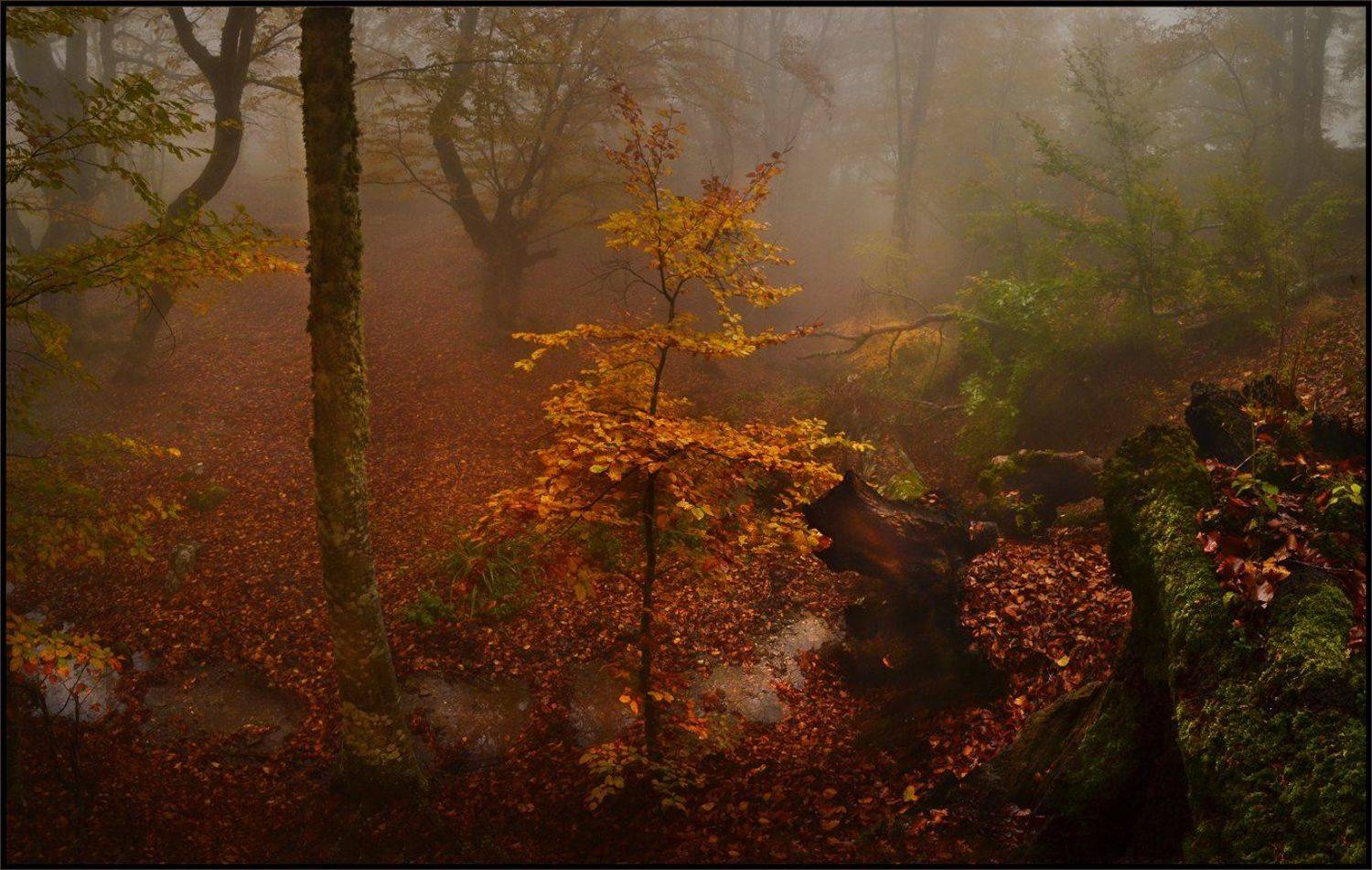 , Владимир Метцгер