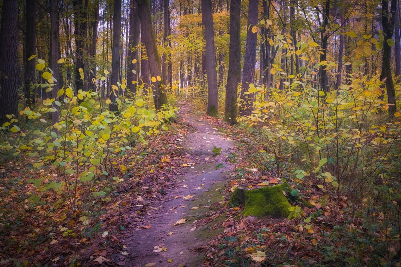 В осеннем парке фото превью