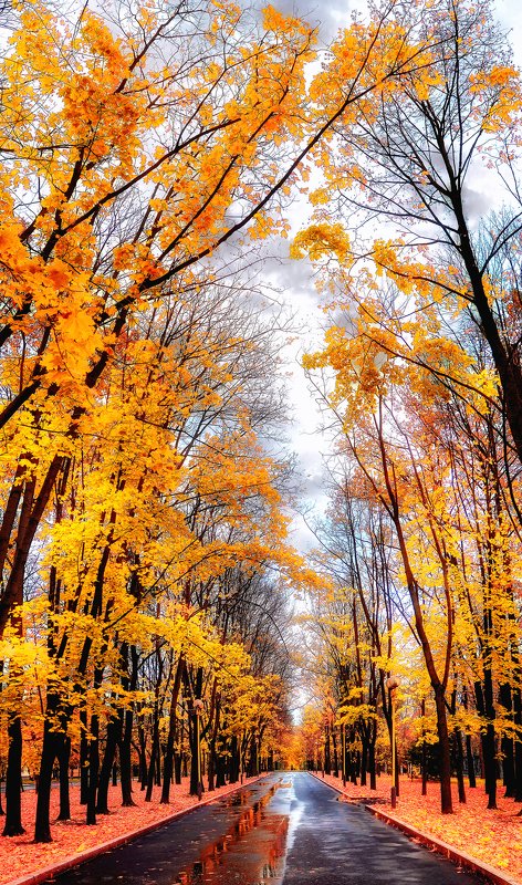 осень Осенние аллеи МГУ фото превью