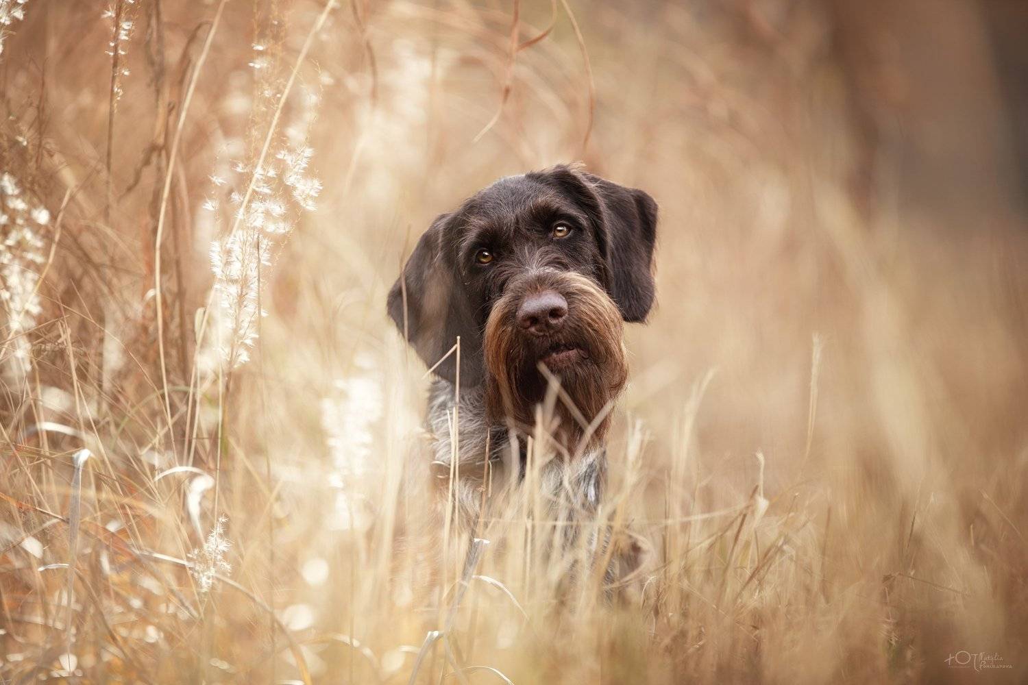 , Наталия Поникарова