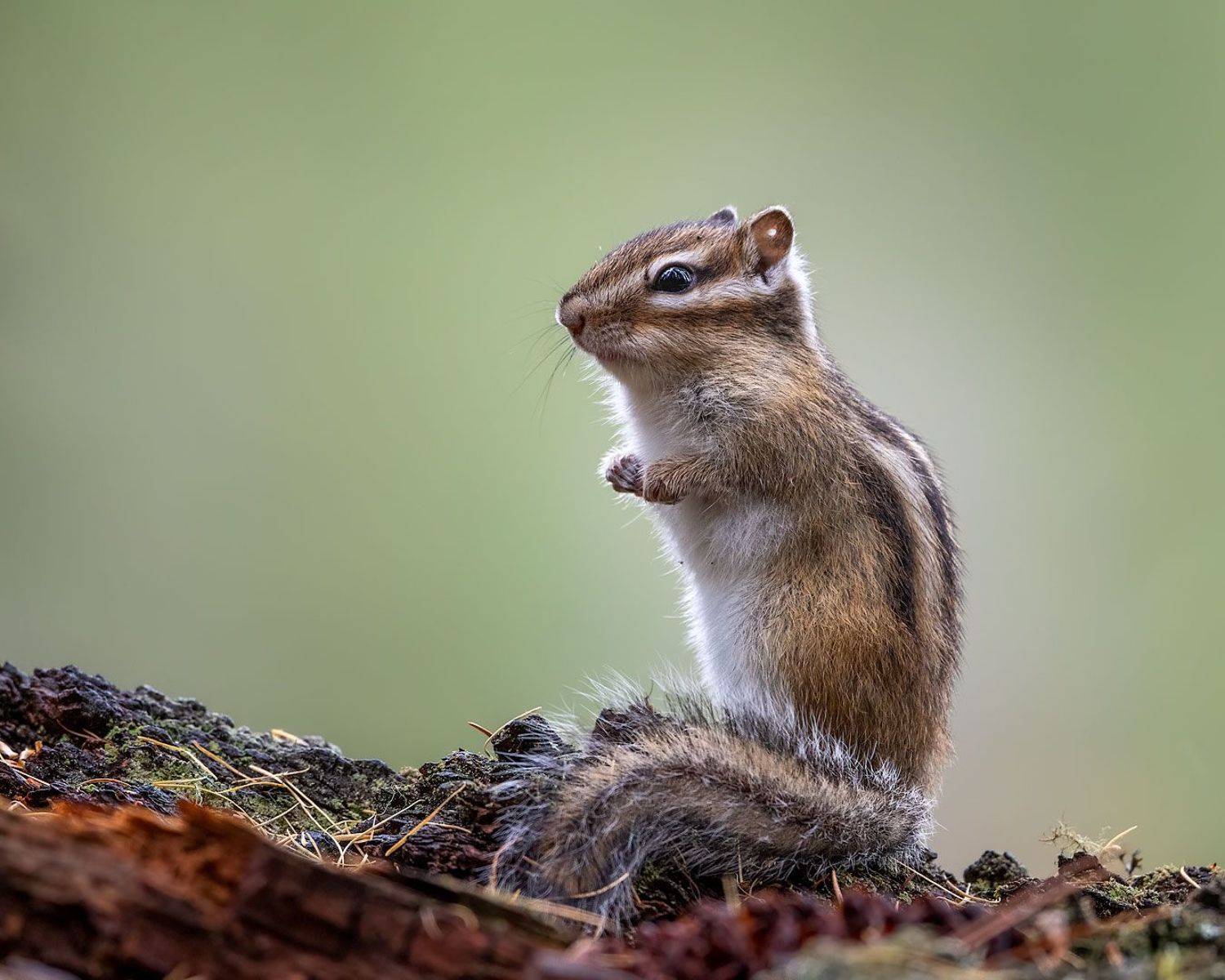 , Евгений Бушков