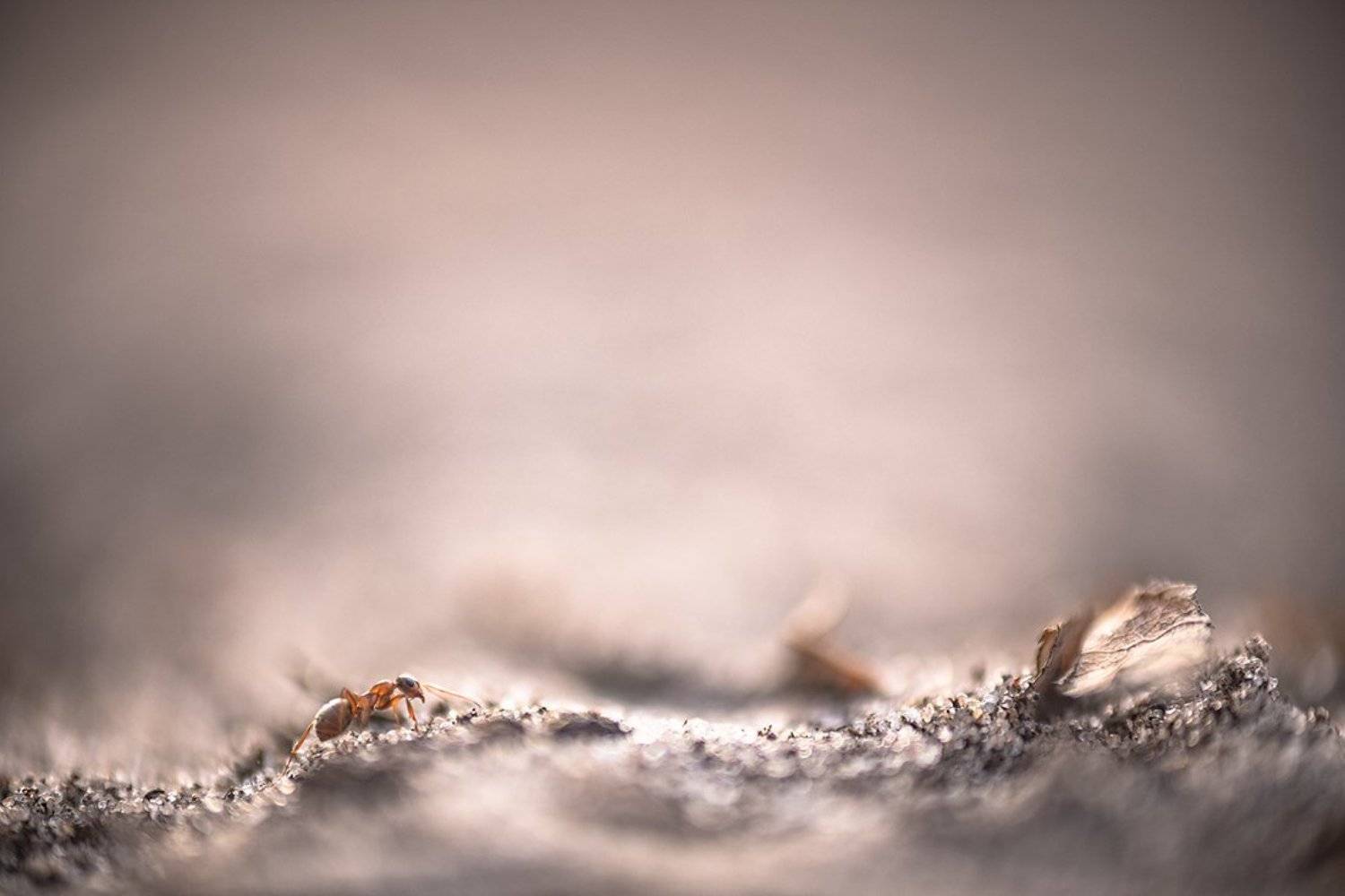 муравей, марко, живое макро, октябрь, осень, свет, цвет, сюжет, воронеж, геннадий мещеряков,, Геннадий Мещеряков