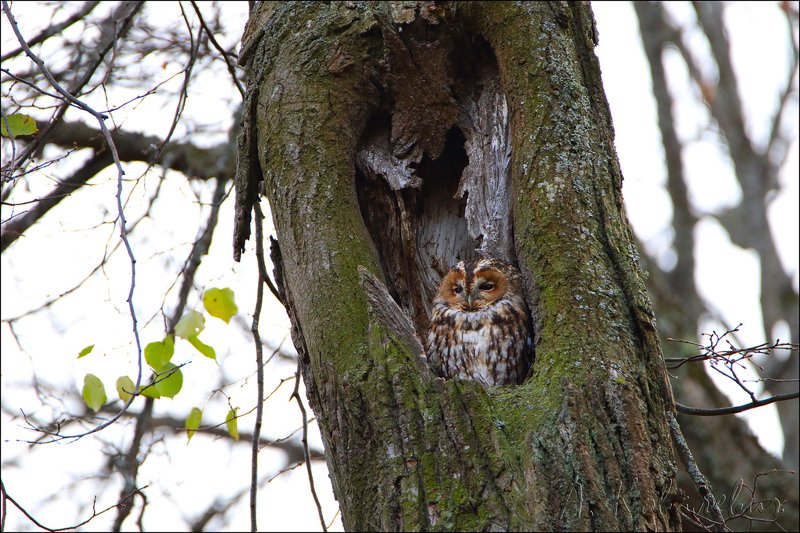 Серая неясыть фото превью