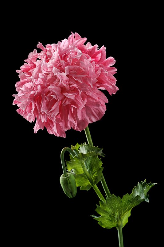 цветы, цветок, флора, природа, мак, маки, розовый, лепестки, цвет, черный Восточный мак фото превью