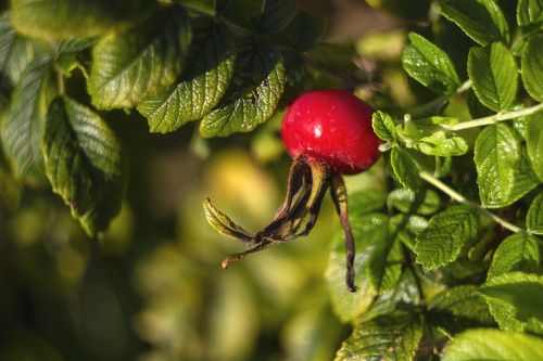 wild rose fruit 