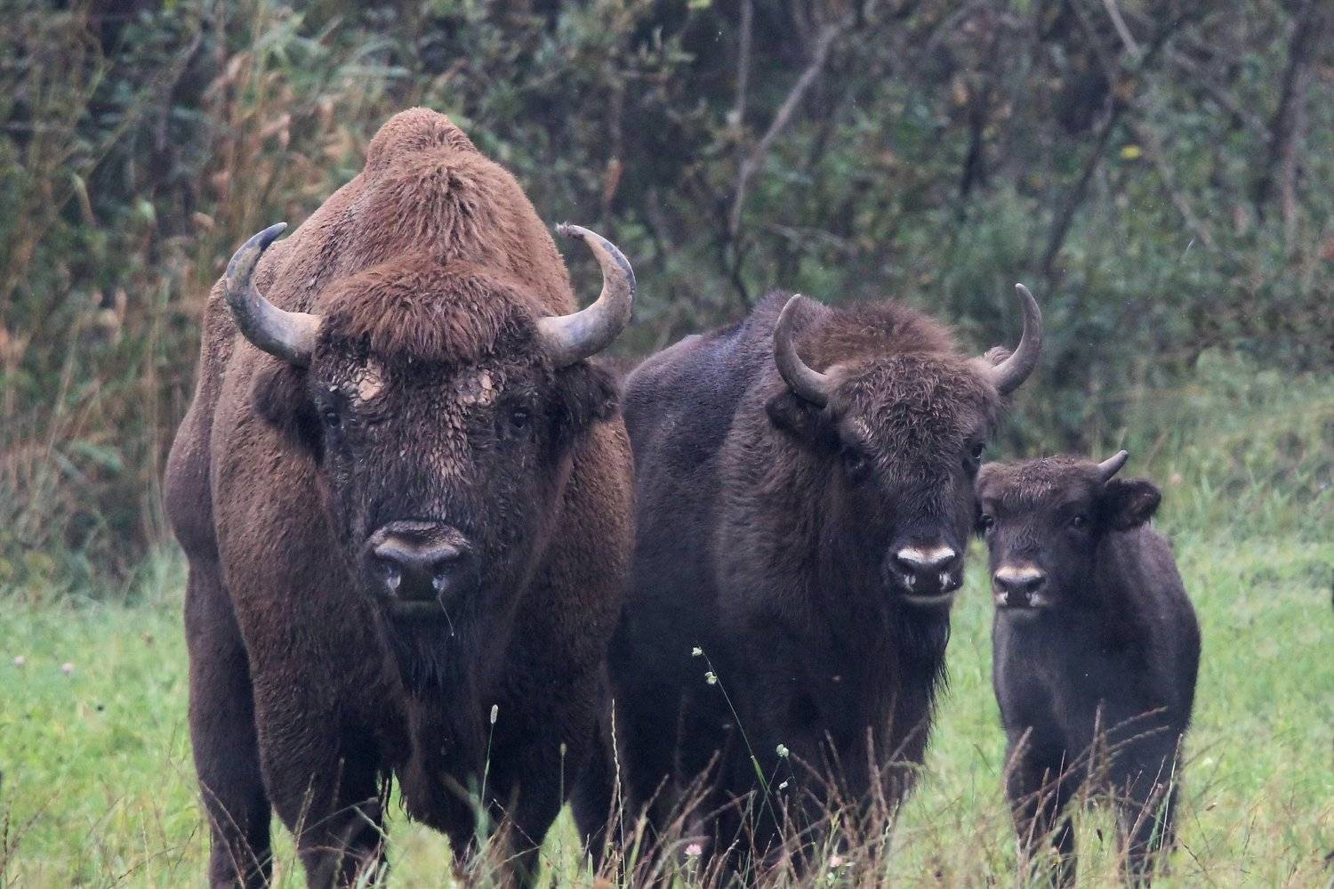 111, Пашкевич Василий