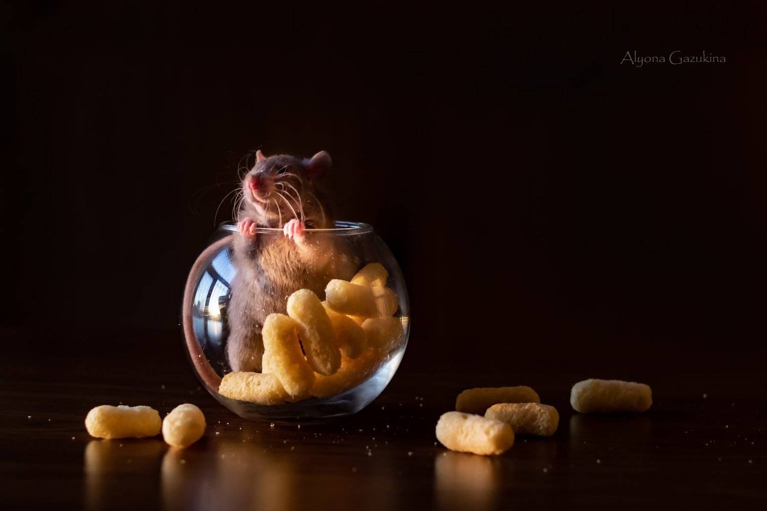 крыса, животные, анималистика, Алёна Газукина