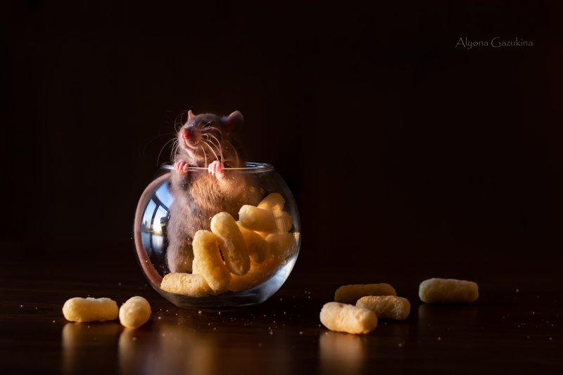 крыса, животные, анималистика Довольная морда... :) фото превью