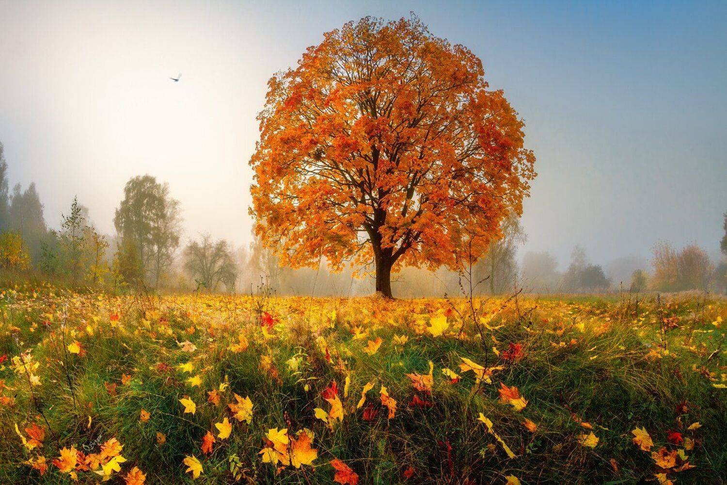 беларусь, Серж Домбровский