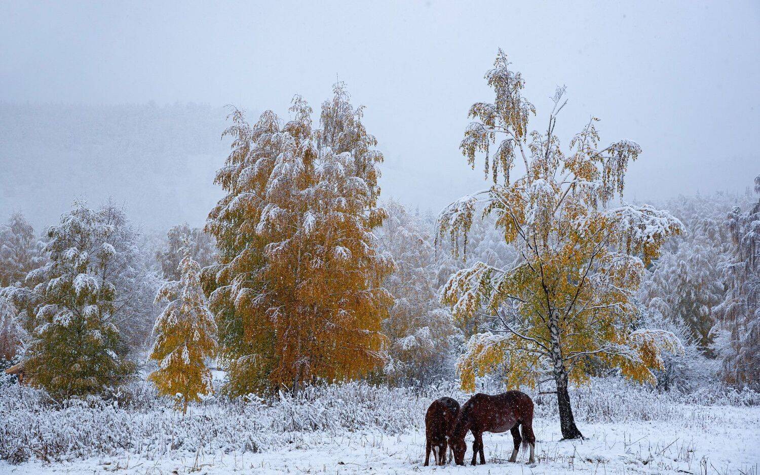алтай. осень. горы., Евгений Дроботенко
