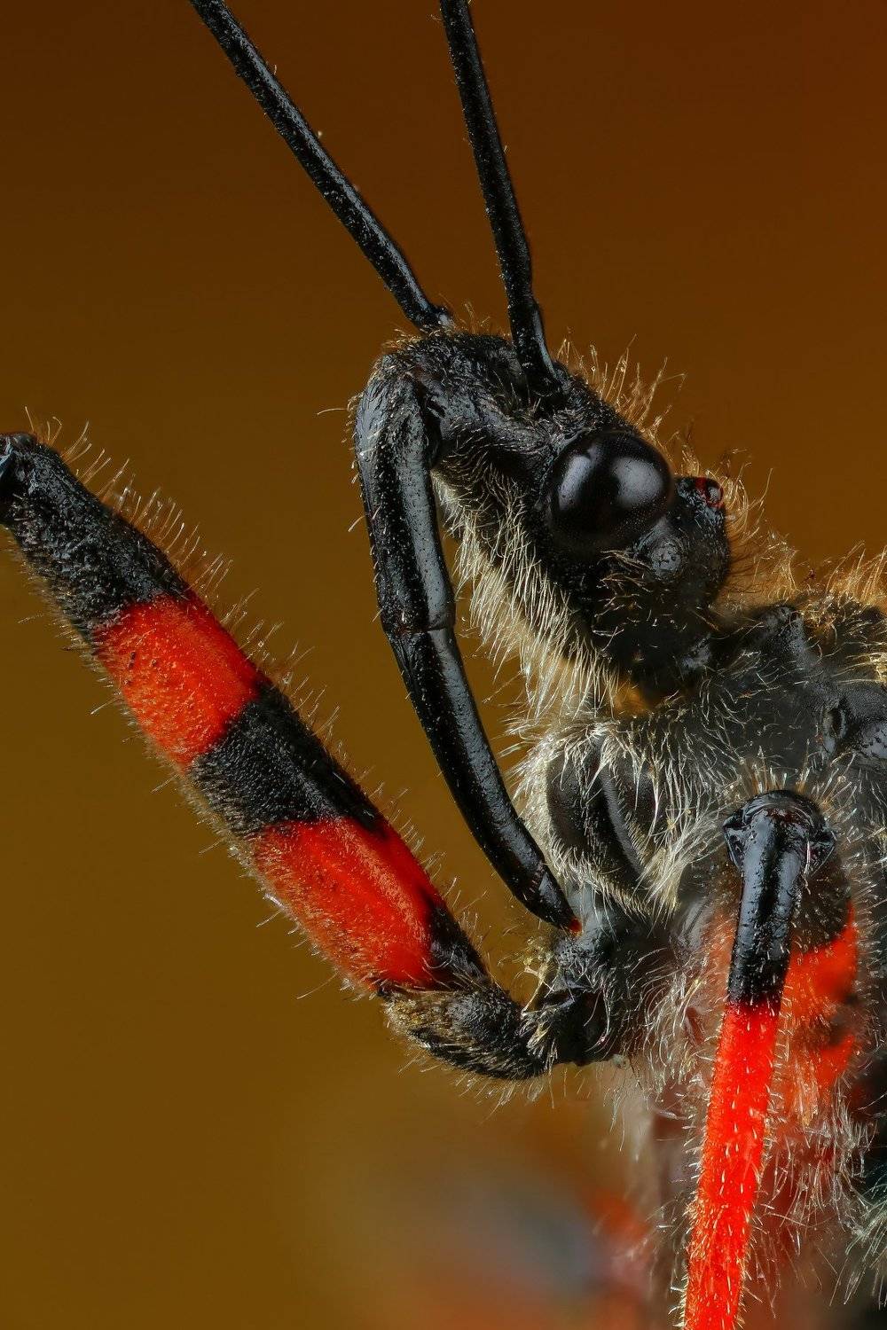 макро,природа,клоп,цвет,коричневый,красный,черный,животное,насекомое,портрет, Андрей Шаповалов