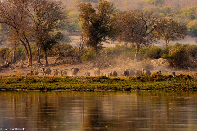 Elephants фото превью