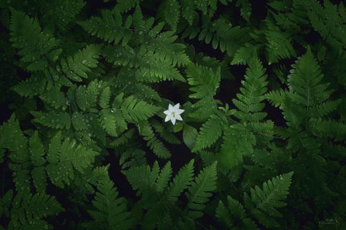 Цветок папоротника II