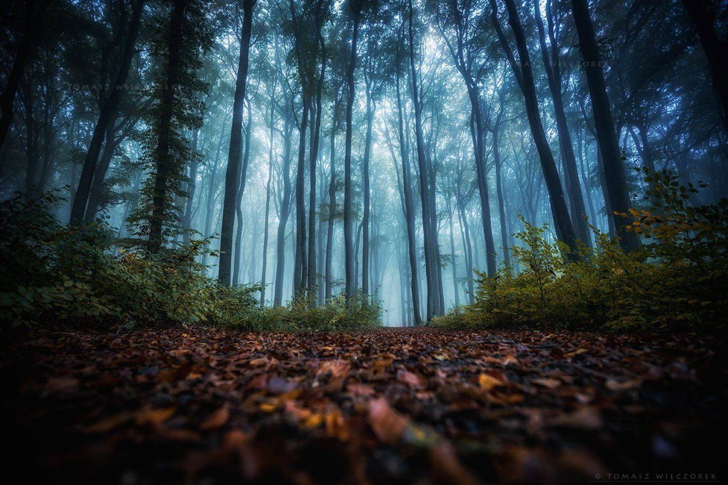 landscape, poland, light, entrance, autumn, awesome, amazing, sunrise, sunset, lovely, nature, travel, morning, trees, deep, fog, mist, climate, mystery, Tomasz Wieczorek