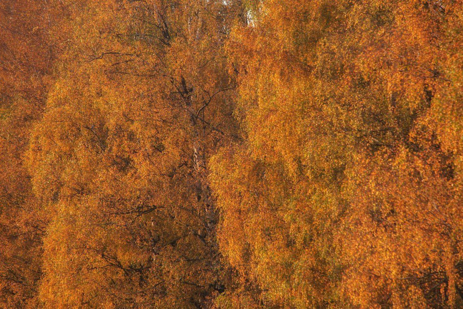 осень природа береза солнце, Руслан Соколов