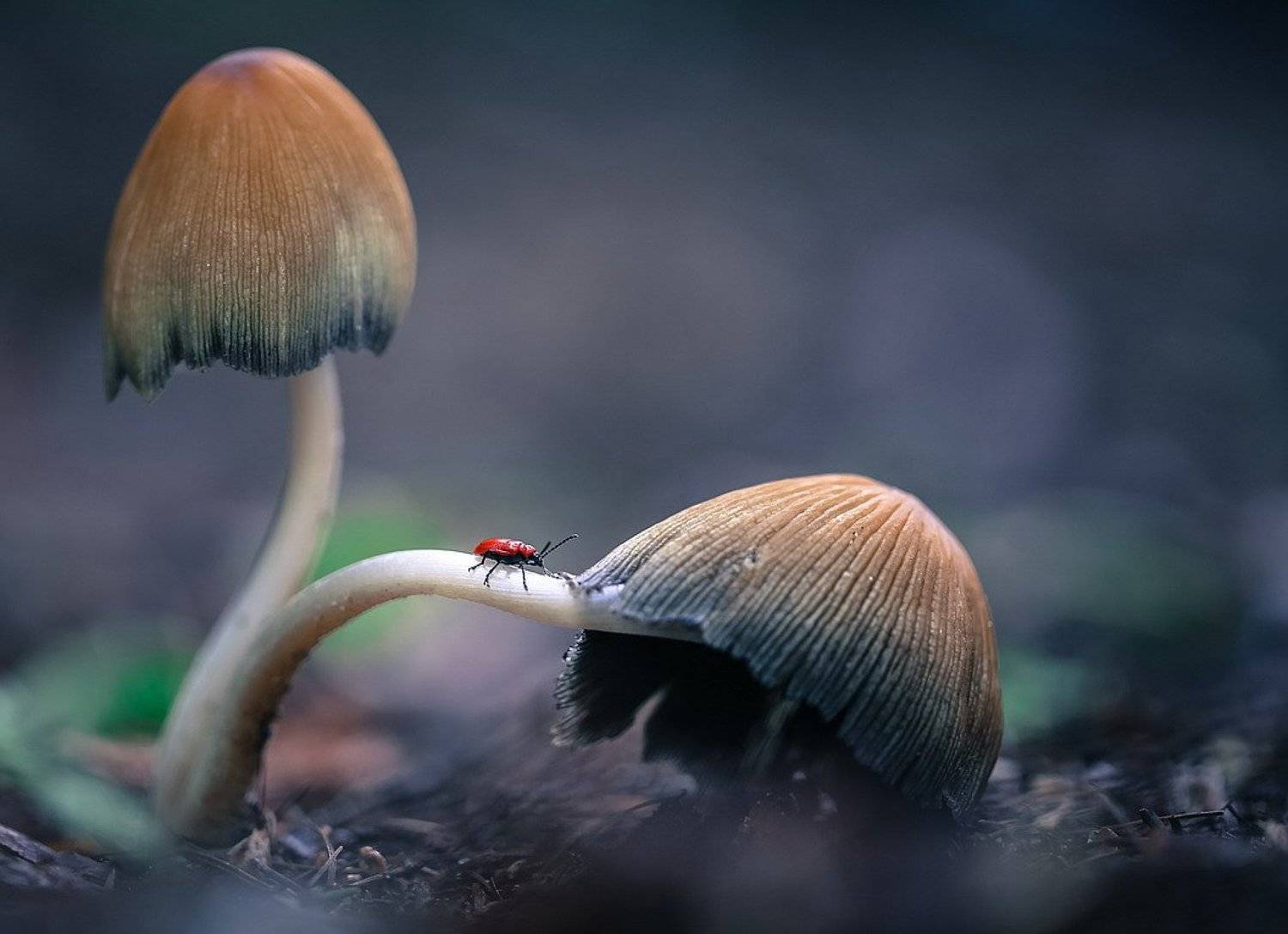 , Вячеслав Мищенко