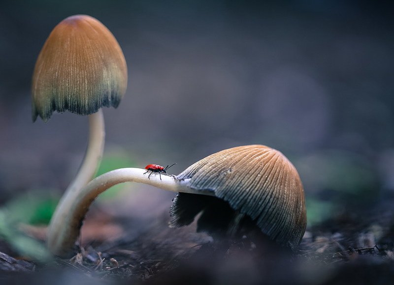 Cилач фото превью