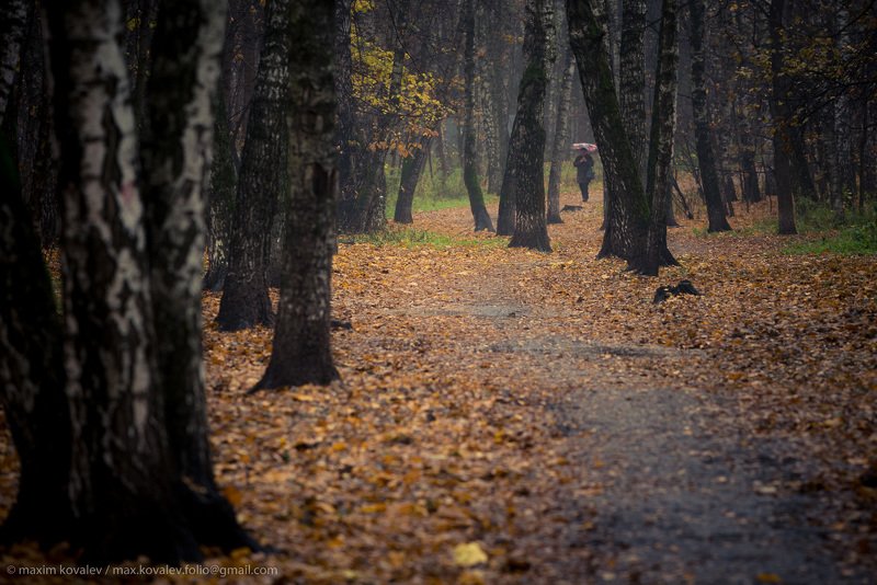 europe, kuzminki, moscow, russia, autumn, birch, foliage, forest, leaf, leaves, nature, park, path, plant, rain, tree, umbrella, walk, yellow, европа, кузьминки, москва, россия, берёза, дерево, дождь, дорожка, жёлтый, зонт, лес, лист, листва, листья, осен осенью, среди берёз.. / in autumn, among birches.. фото превью
