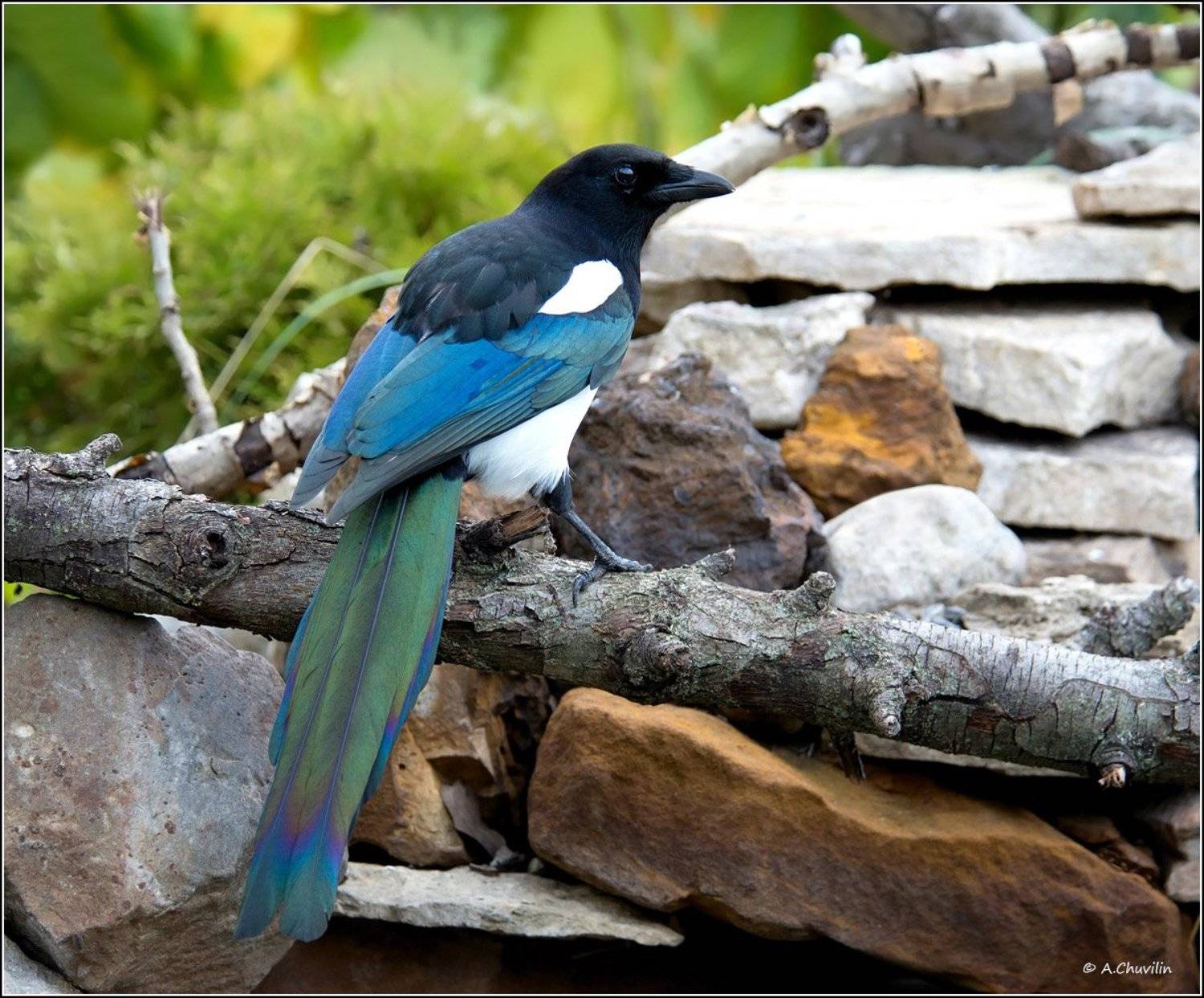 , Александр Чувилин