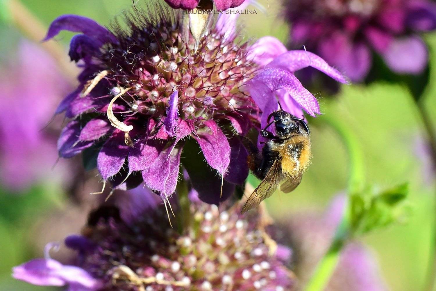 , Людмила Шалина