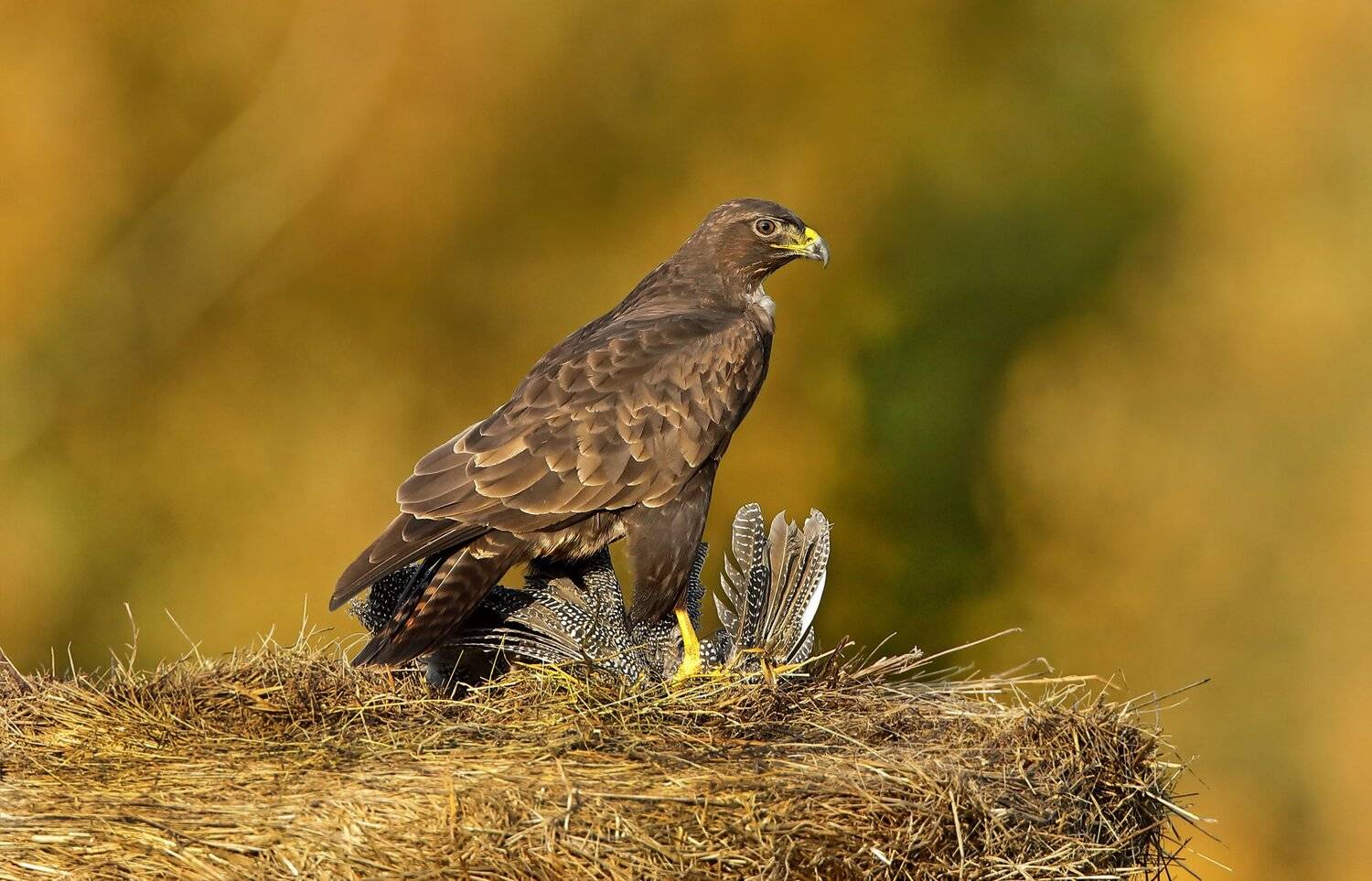 , Александр Гусар