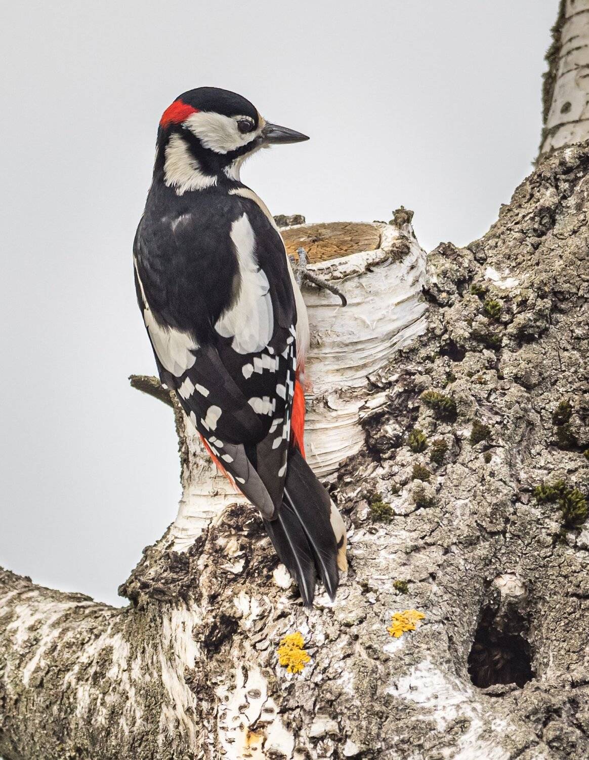 , Курлянцев Алексей
