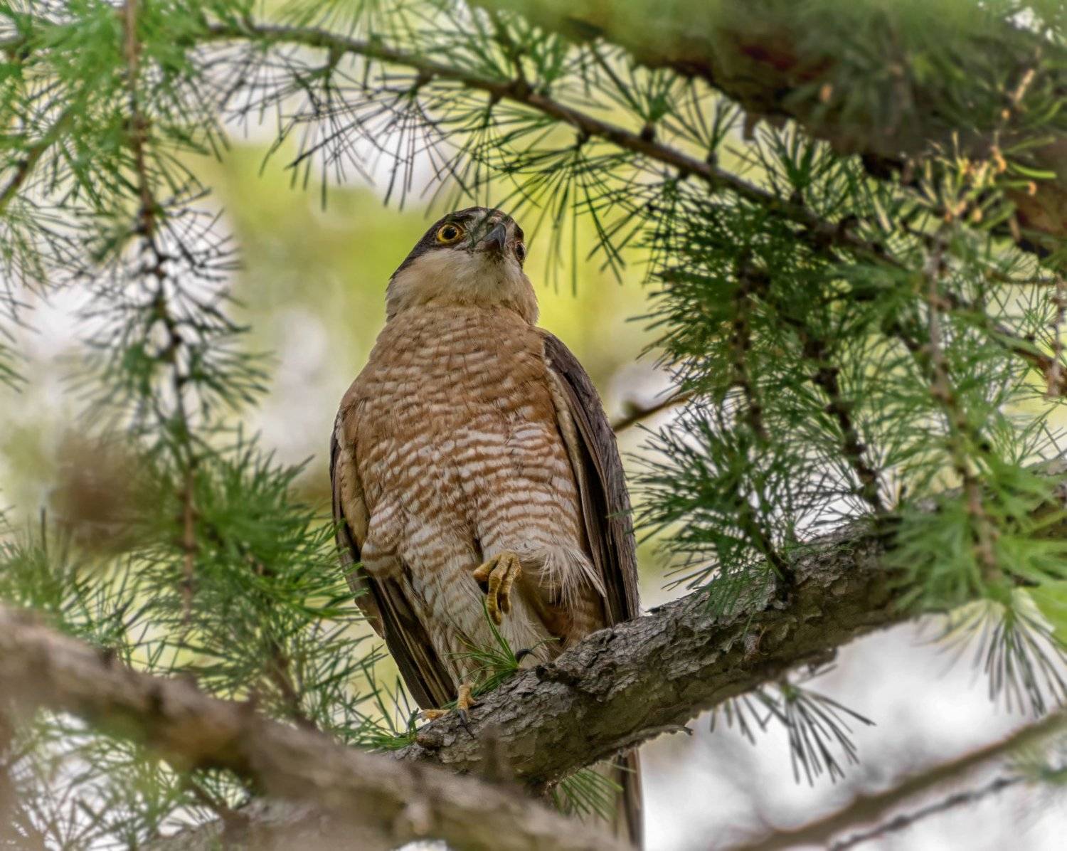 хищная птица, ястреб, самец,, Марина Мочалова