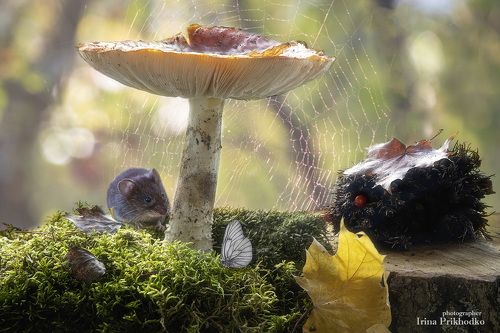 Лесные сказки