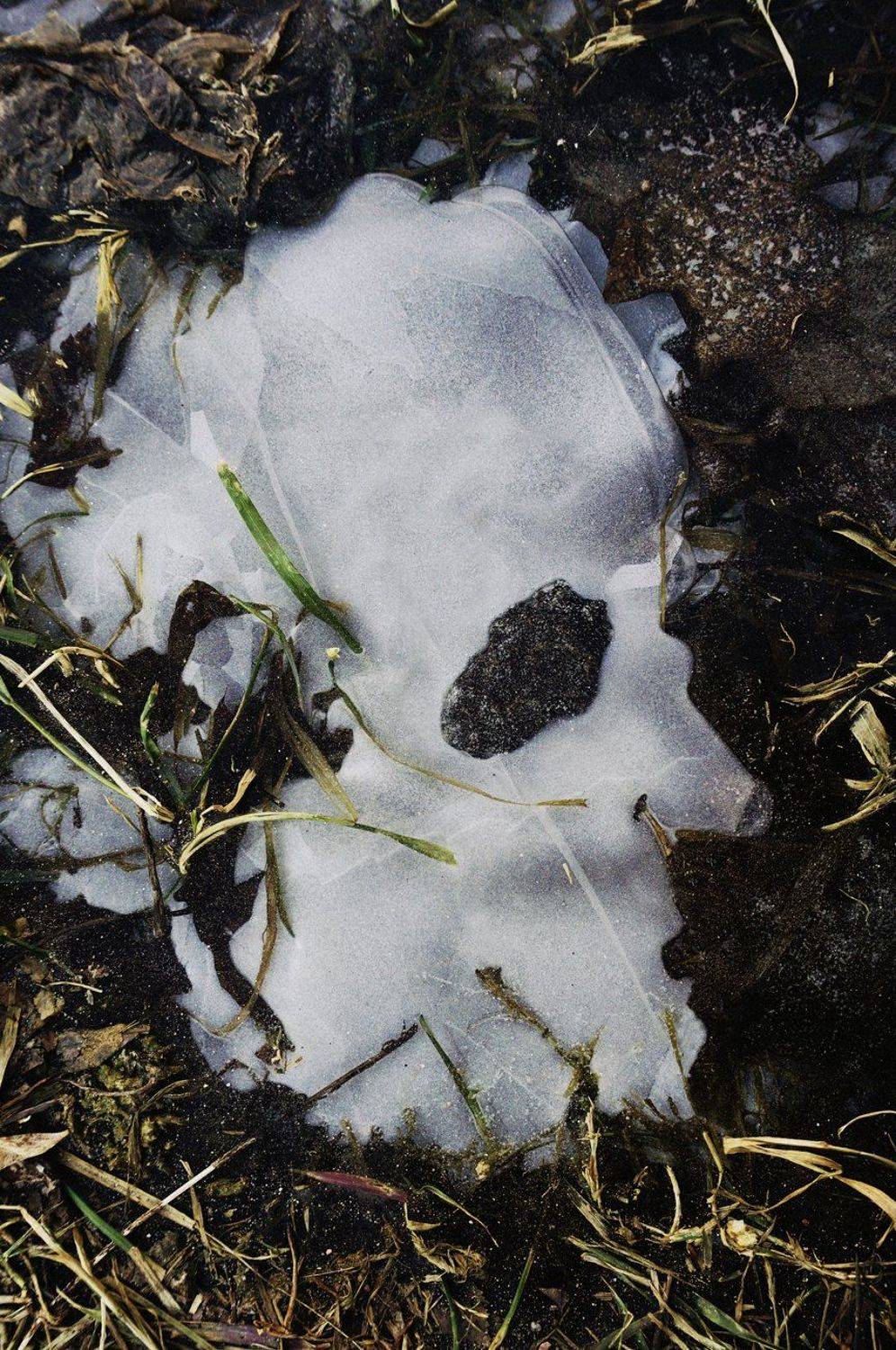 pareidolia, ПОЛУЕВ ИЛЬЯ