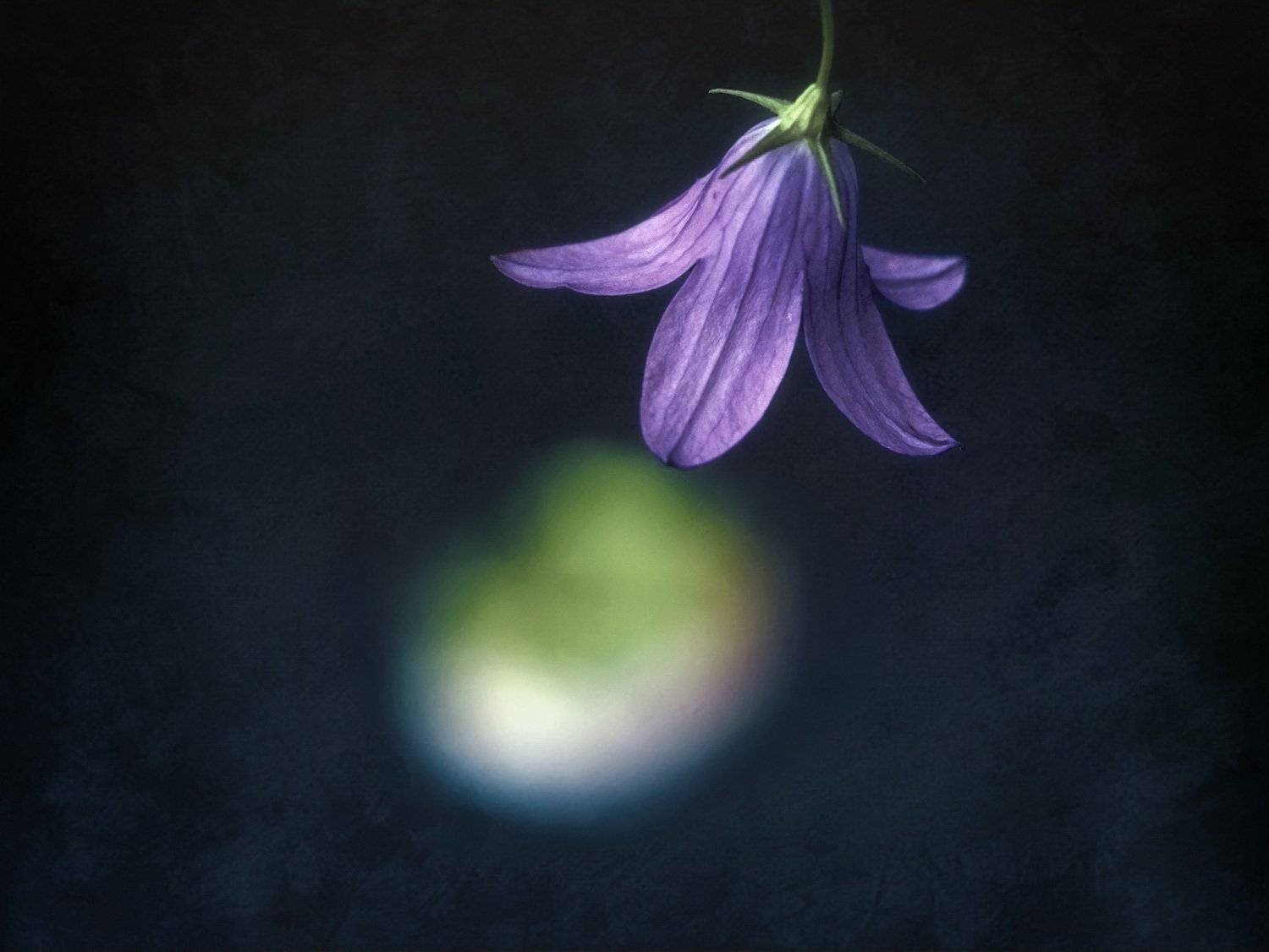 колокольчик, Ра Вера