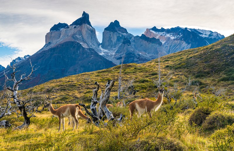 Чили фото превью
