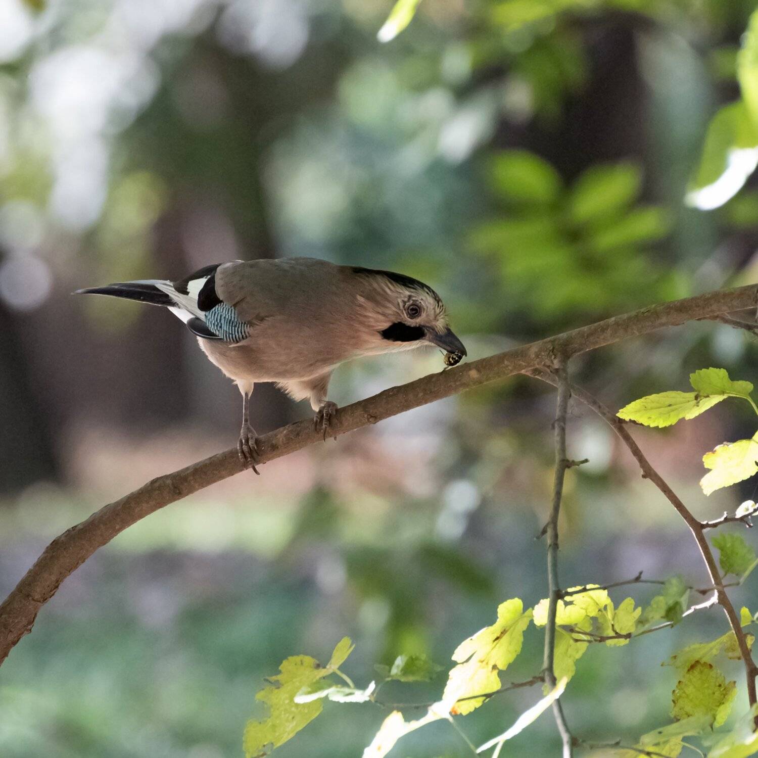 , Алексей Рыльский